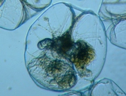 fig.04 フクロワムシ