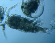 fig.06 ケンミジンコ