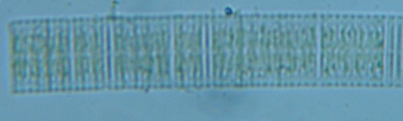 fig.08 緑藻