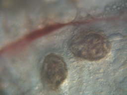 fig.03 Ǔe