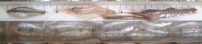 fig.05 IIN`oXEk}GrEeiKGr