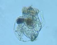 fig.04 不詳01