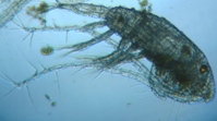 fig.05 ヒゲナガケンミジンコ