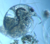 fig.01 ゾウミジンコ