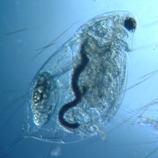 fig.05 ミジンコ