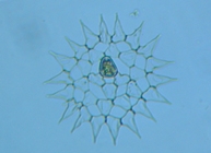 fig.07 クンショウモ