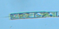 fig.08 緑藻