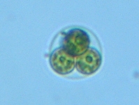 fig.09 不詳