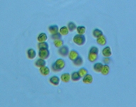 fig.11 ヒゲマワリ属