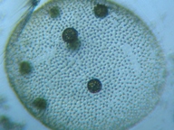 fig.06 IIqQ}