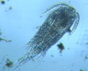 fig.01 P~WR