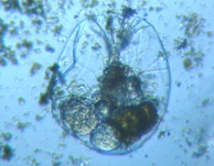 fig.06 tNV
