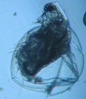 fig.02 ミジンコ属