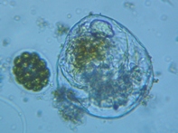 fig.05 フクロワムシ