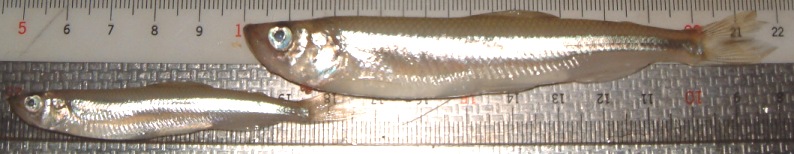 fig.01 牛久沼のワカサギ（全長８０～１２０ｍｍ）