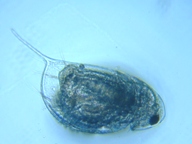 fig.03 ハリナガミジンコ(丸頭)