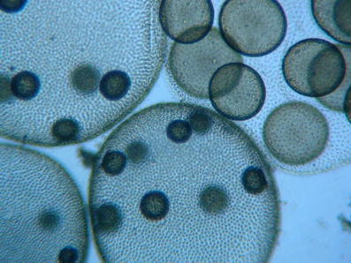 fig.01 ƒ{ƒ‹ƒ{ƒbƒNƒX‘®