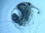 fig.01 ゾウミジンコ