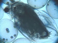 fig.04 ミジンコ
