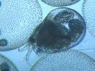 fig.05 不詳