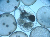 fig.07 フクロワムシ