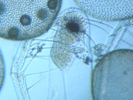fig.08 ノロ