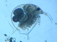 fig.01 ゾウミジンコ属