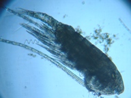 fig.02 ヤマトヒゲナガケンミジンコ