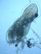 fig.03 オナガミジンコ