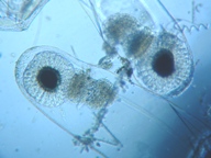 fig.08 ノロ