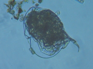fig.13 不詳
