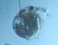 fig.05 ゾウミジンコ