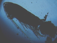 fig.03 ヒゲナガケンミジンコ