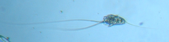 fig.07 ナガミツウデワムシ