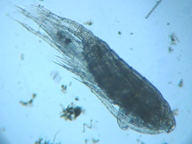 fig.02 ヒゲナガケンミジンコ
