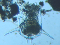 fig.05 ツボワムシ
