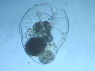 fig.06 フクロワムシ