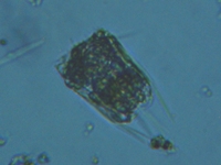 fig.08 ハネウデワムシ