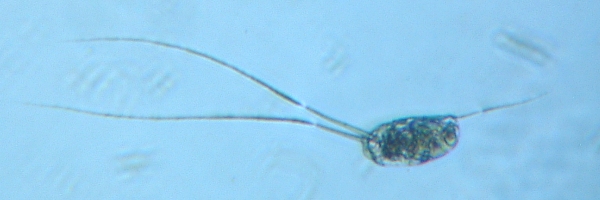 fig.10 ナガミツウデワムシ