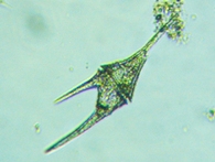 fig.15 ツノオビムシ属