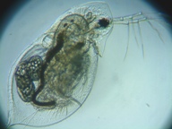 fig.03 ダフニア