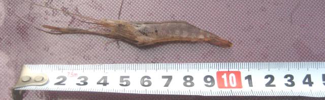 fig.01 牛久沼のテナガエビ（体長５０ｍｍ）