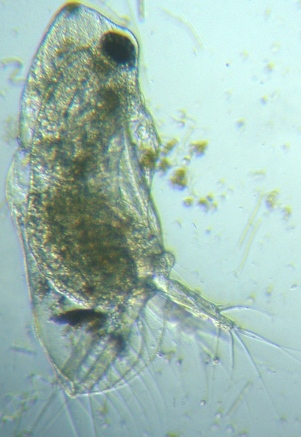 fig.01 牛久沼のオナガミジンコ(オス♂)
Diaphanosoma (male ♂)