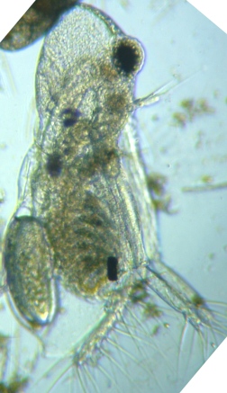fig.02 牛久沼のオナガミジンコ(メス♀)
Diaphanosoma (female ♀)