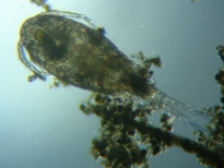 fig.01 P~WR