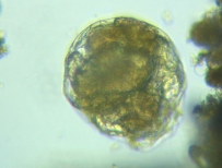 fig.06 s