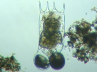 fig.03 c{V