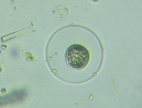 fig.06 不詳
