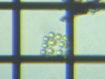 fig.05 SjE