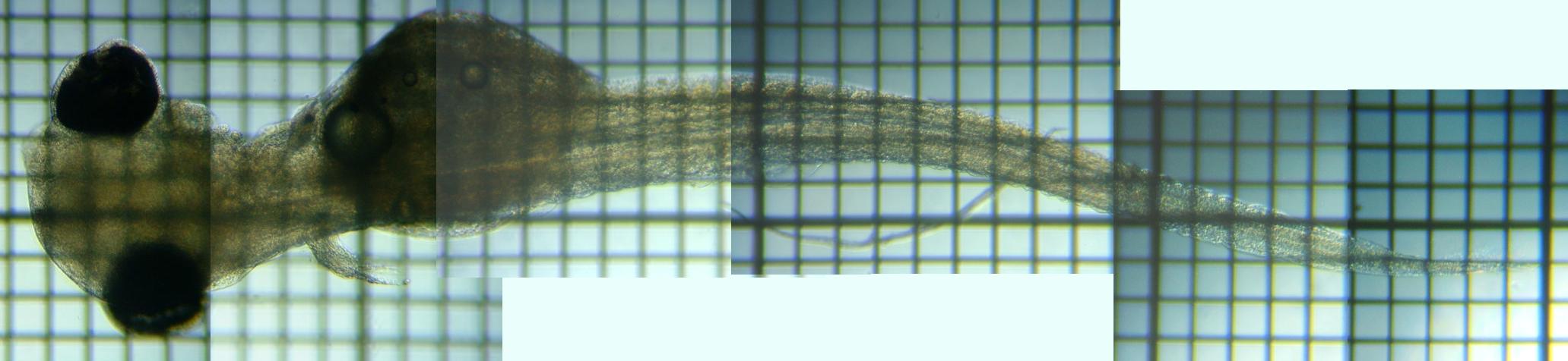 背面より見た
ふ出直後のワカサギ仔魚